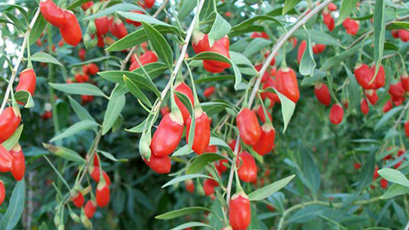 Goji (Kustovnica): Odysea superpotraviny od A po Z (3. časť – Riziká a budúcnosť)