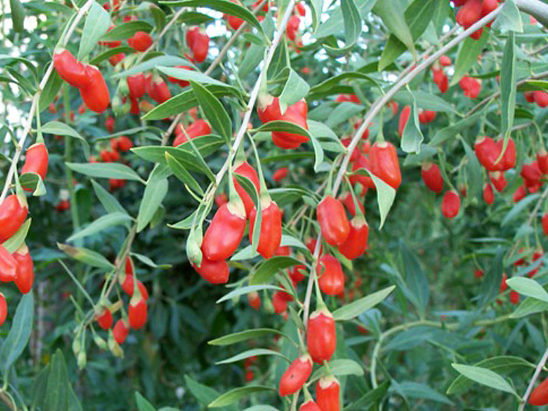 Goji (Lycium barbarum) SWEET LIFEBERRY