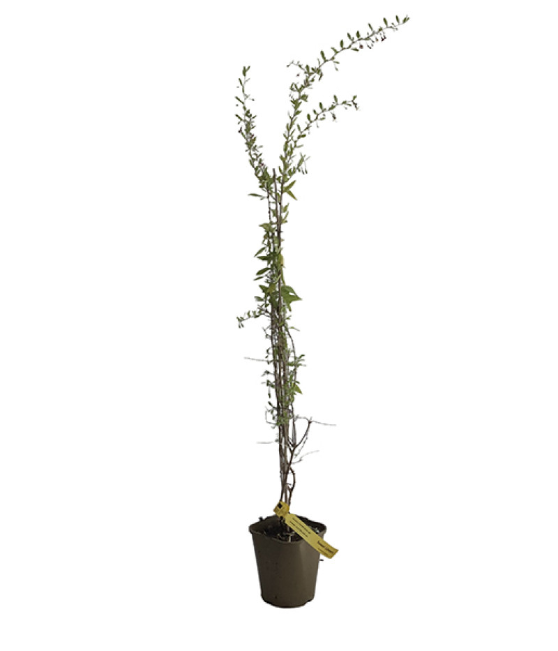 Goji berry (Lycium barbarum) SWEET LIFEBERRY® - Tutifruti SK