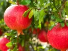 BIO Granátové jablko (Punica granatum) WONDERFUL - Tutifruti SK
