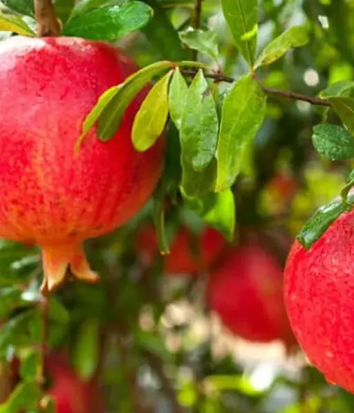 BIO Granatapfel (Punica granatum) WONDERFUL