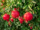 BIO Granátové jablko (Punica granatum) ACCO - Tutifruti SK