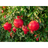 BIO Granátové jablko (Punica granatum) ACCO