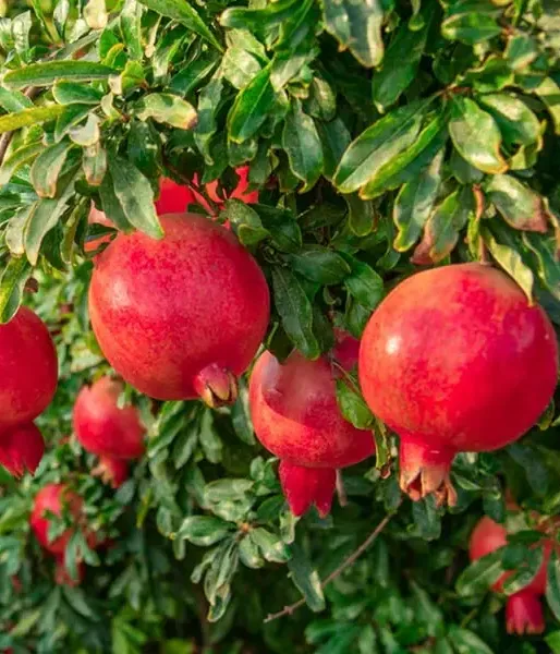 BIO Granatapfel (Punica granatum) ACCO