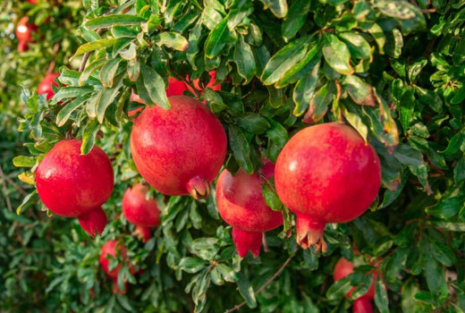 Pomegranates (Part 3): Kai-Acik-Anor, Kazake, Mollar de Elche, Nikitsky Black