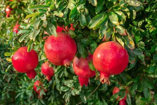 Granátové jablká: Top 5 odrôd pre vašu záhradu