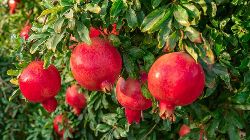 Granátové jablká (3.diel): Kai-Acik-Anor, Kazake, Mollar de Elche, Nikitskij Černyj