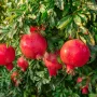BIO Granátové jablko (Punica granatum) ACCO