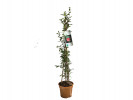 BIO Granátové jablko (Punica granatum) ACCO BIO Granátové jablko (Punica granatum) ACCO