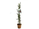 BIO Granátové jablko (Punica granatum) ACCO - Tutifruti SK