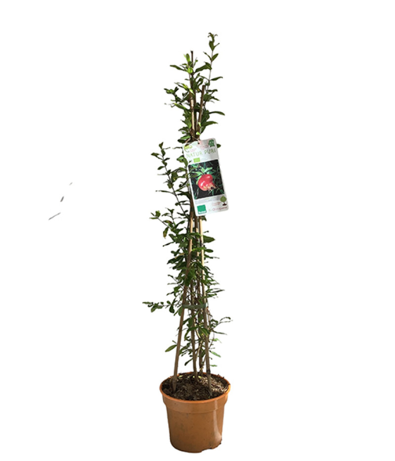 BIO Granátové jablko (Punica granatum) ACCO - Tutifruti SK