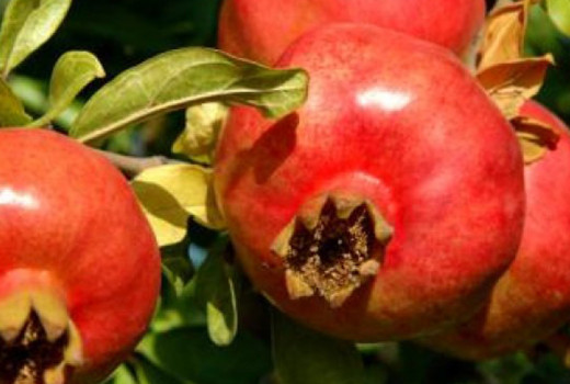 Granátové jablká: Detailná analýza gréckej legendy 'Ermioni' a skorej hviezdy 'Angel Red'