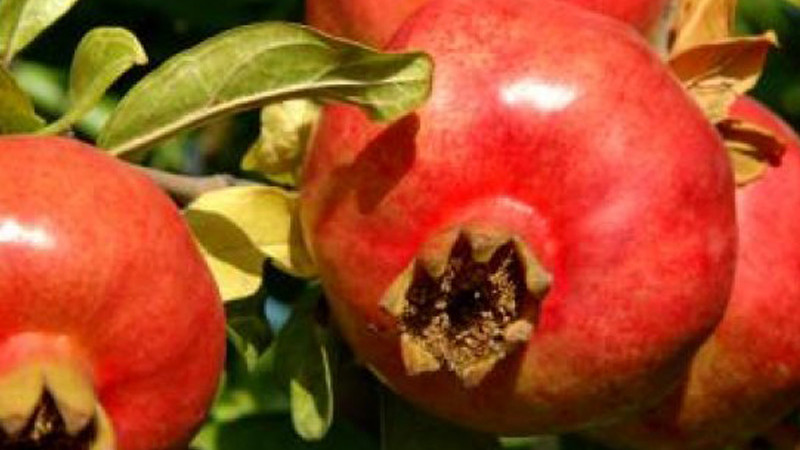 Granátové jablká: Detailná analýza gréckej legendy 'Ermioni' a skorej hviezdy 'Angel Red'