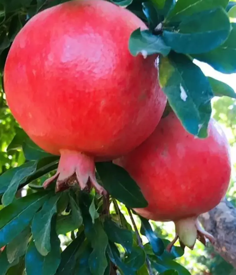 Granátové jablko (Punica granatum) ILIANA - Tutifruti, s.r.o.