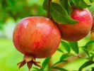 BIO Granatapfel (Punica granatum) MOLLAR - Tutifruti SK