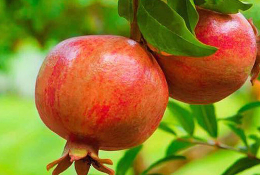 Pomegranates (Part 4): Nikitsky Ranny, Parfianka, Provence, and Russian 26