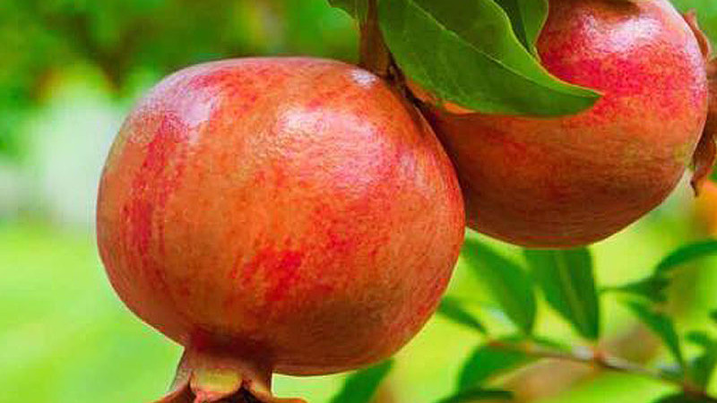 Granátové jablká (4. diel): Nikitskij Rannij, Parfianka, Provence a Russian 26