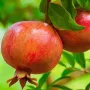BIO Granátové jablko (Punica granatum) MOLLAR