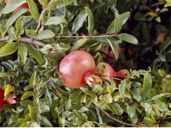 BIO Pomegranate (Punica granatum) MOLLAR