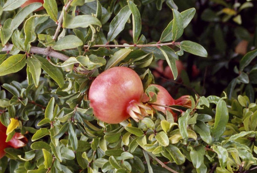 Ruby Jewels Acco, Al-Sirin-Nar, Guleysha, Hicaz: A Guide to the World of Pomegranates (Part 2)