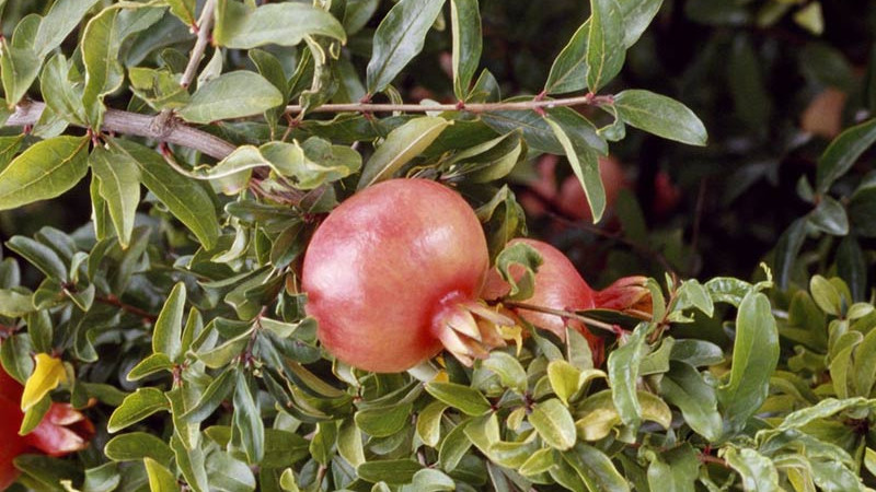 Rubínové klenoty Acco, Al-Sirin-Nar, Guleysha, Hicaz: Sprievodca svetom granátových jabĺk (2.diel)