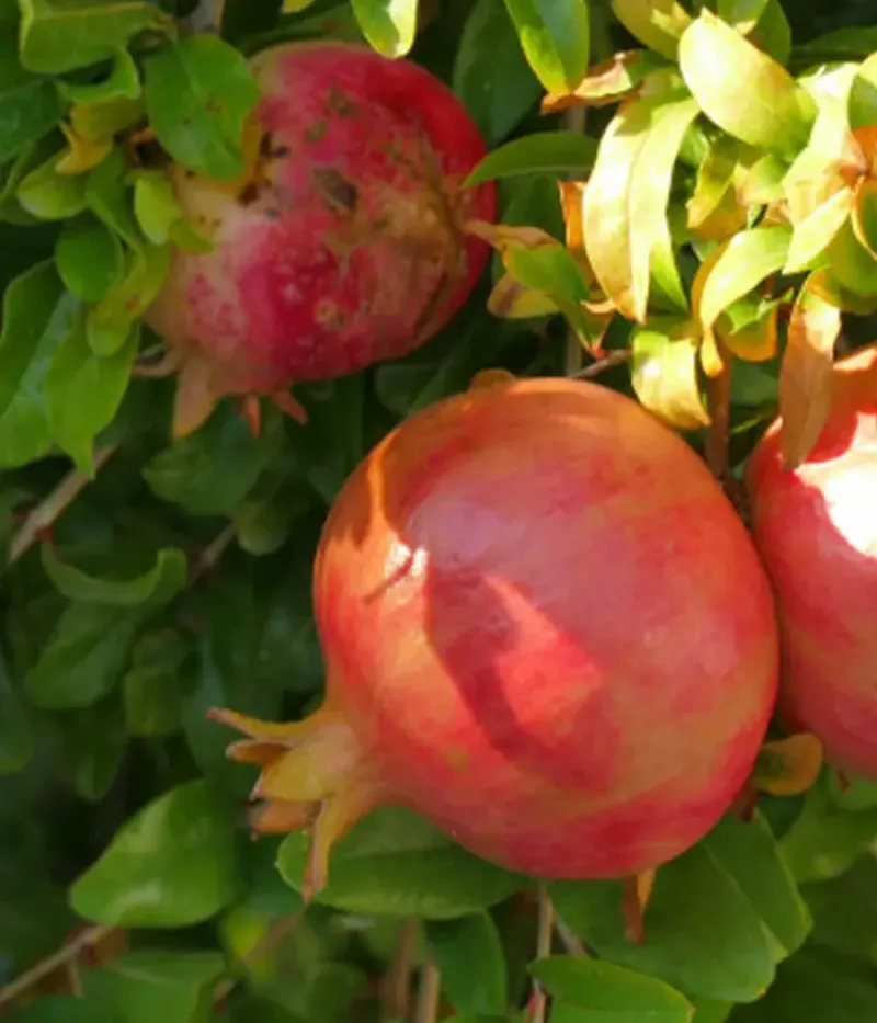 Granátové jablko (Punica granatum) MOLLAR DE ELCHE - Tutifruti, s.r.o.