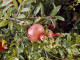 BIO Granátové jablko (Punica granatum) MOLLAR