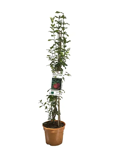 BIO Pomegranate (Punica granatum) MOLLAR