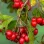 Hloh (Crataegus): Zdravotné účinky, využitie a bezpečnosť (2. časť)