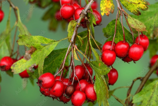 Hloh (Crataegus): Zdravotné účinky, využitie a bezpečnosť (2. časť)