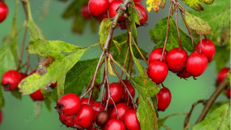 Hloh (Crataegus): Sprievodca botanikou a chemickým zložením (1. časť)