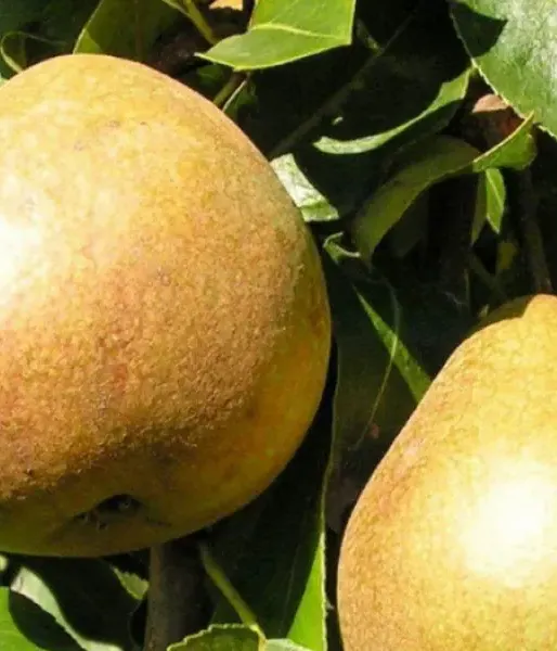 Hruška (Pyrus communis) BELORUSKAJA POZDŇAJA