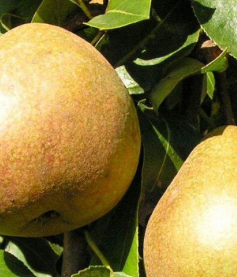 Hruška (Pyrus communis) BELORUSKAJA POZDŇAJA - Tutifruti, s.r.o. (SK)