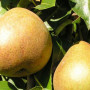 Hruška (Pyrus communis) BELORUSKAJA POZDŇAJA