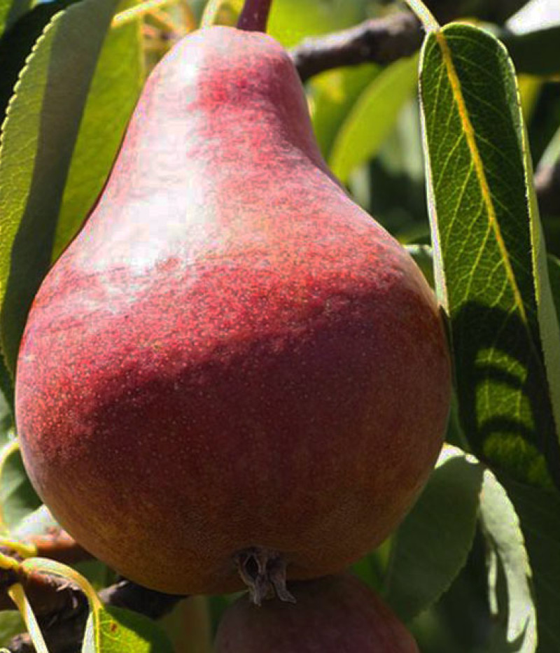 Hruška stĺpová (Pyrus communis) CAROLA - SK Matej Hornák