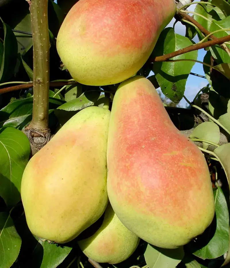 Hruška (Pyrus communis) MONICA - Tutifruti, s.r.o.