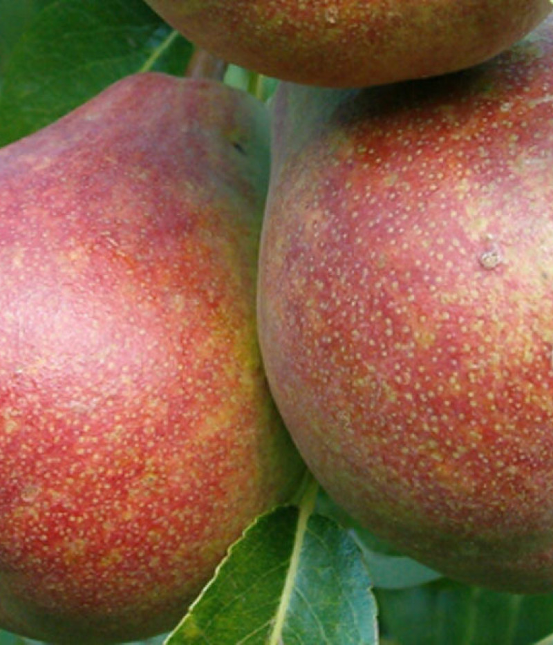 Hruška (Pyrus communis) MRAMORNAJA - Tutifruti, s.r.o. (SK)