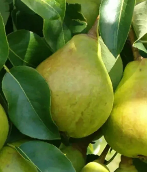 Pear (Pyrus communis) PEPI