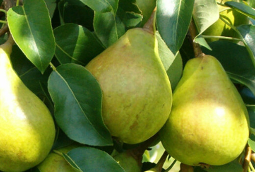 Hrušky pre náročné podmienky: 6 severoeurópskych odrôd, ktoré definujú novú úroveň kvality