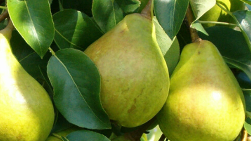 Hrušky pre náročné podmienky: 6 severoeurópskych odrôd, ktoré definujú novú úroveň kvality