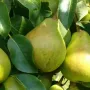 Hruška (Pyrus communis) PEPI