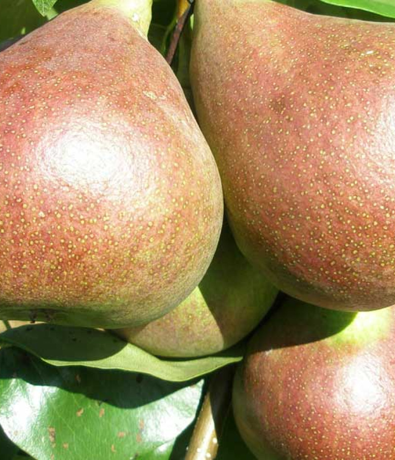 Hruška (Pyrus communis) SUVENĪRS - Tutifruti, s.r.o. (SK)