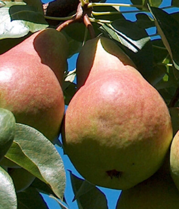Hruška (Pyrus communis) TAJUŠČAJA