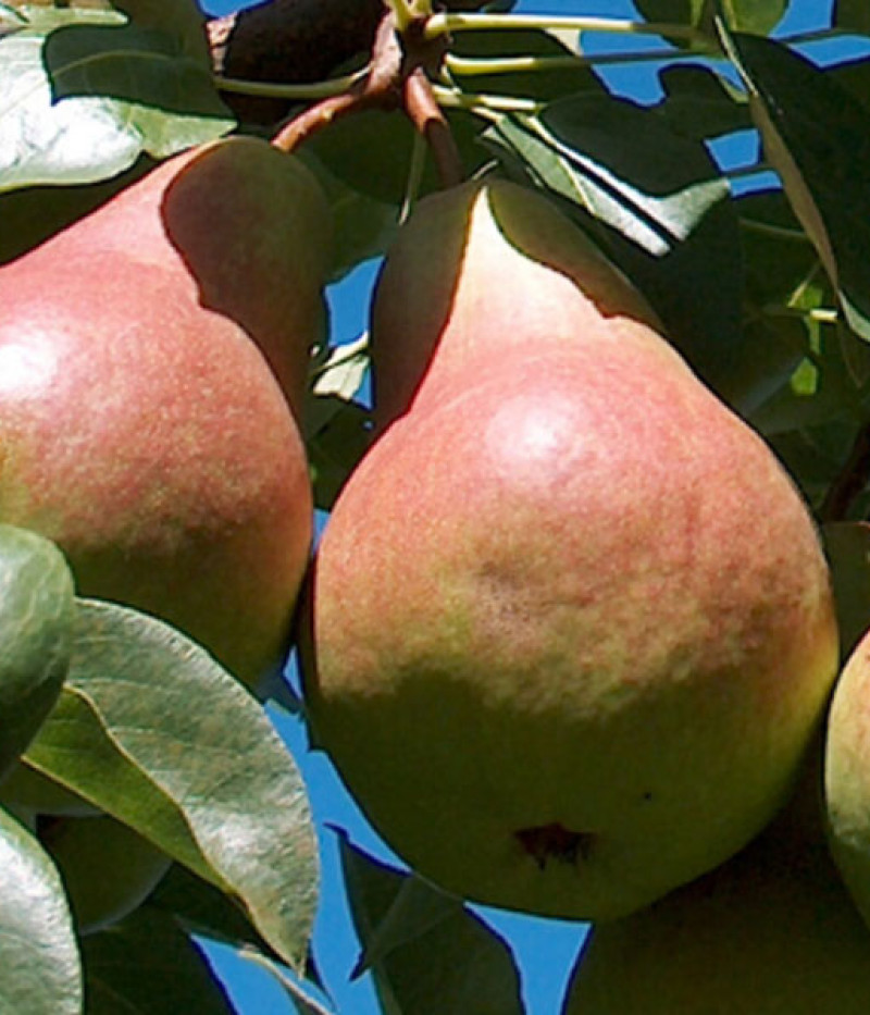 Hruška (Pyrus communis) TAJUŠČAJA - Tutifruti, s.r.o.