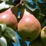 Hruška (Pyrus communis) TAJUŠČAJA