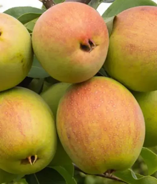 Hruška (Pyrus x bretschneideri) TEM-BO-LI