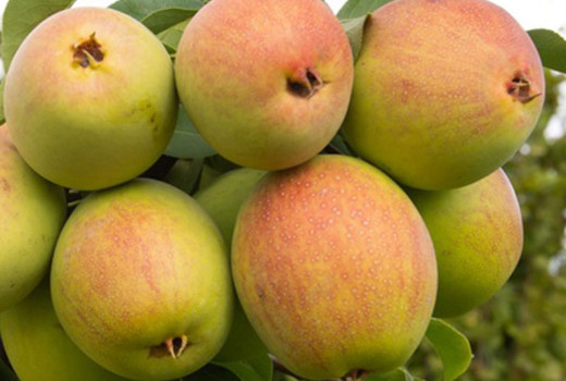 Exotická a nezničiteľná: Prečo je ázijská hruška 'Tem-Bo-Li' pokladom pre moderné záhrady