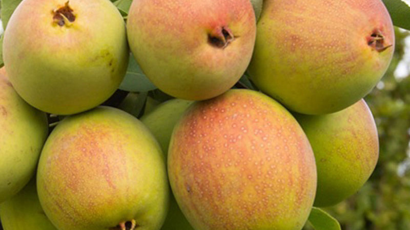 Exotická a nezničiteľná: Prečo je ázijská hruška 'Tem-Bo-Li' pokladom pre moderné záhrady