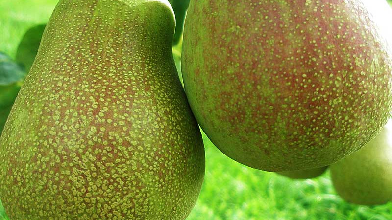 Hrušky na celé ročné obdobia: Analýza letnej 'Vasarinė Sviestinė', jesennej 'Mramornaja' a zimnej 'Beloruskaja Pozdňaja'