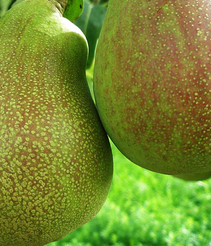 Hruška (Pyrus communis) VASARINĒ SVISTINĒ - Tutifruti, s.r.o. (SK)